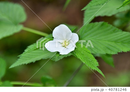 白ヤマブキ 白ヤマブキ 40781246