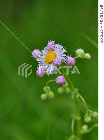 ハルジオン 40781799