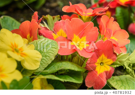 Primula flower on flowebed Primula flower on flowebed 40781932