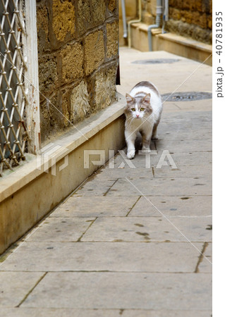 Cat on street in Old city Icheri Sheher. Baku 40781935