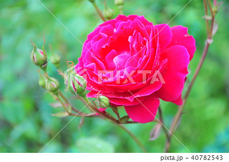 バラ園鑑賞 雨とバラの花 一輪の薔薇の写真素材