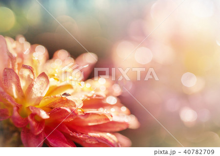 Flowers Flowers 40782709