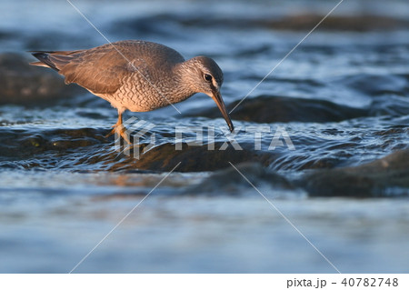 日没時のキアシシギ 40782748