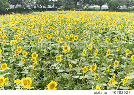 ひまわり 40782927