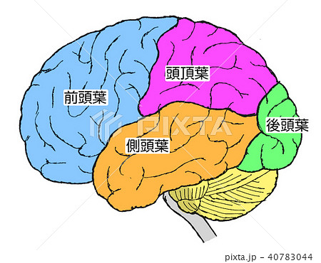 脳1 脳1 40783044