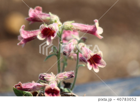 ジオウ ジオウ 40783052