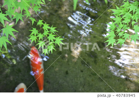 紅葉と錦鯉 紅葉と錦鯉 40783945