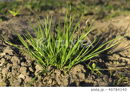 young spring green grass on bare earth 40784140