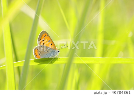 Butterfly (Large copper) on a spring morning  40784861