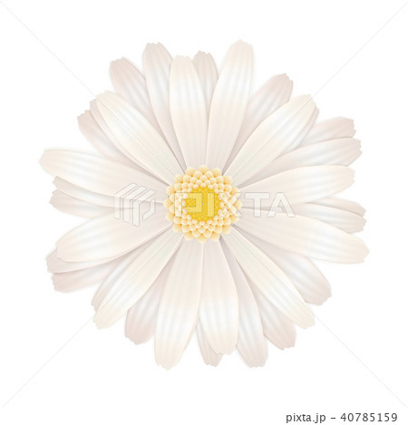 Bright white gerbera flower on white Bright white gerbera flower on white 40785159