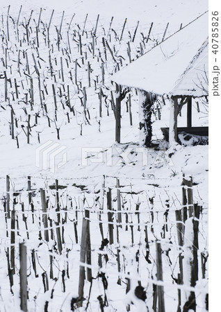 Snow covered vineyards 40785826