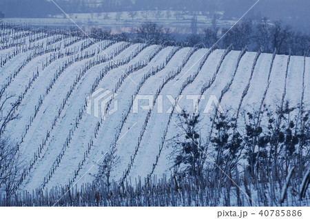 Snow covered vineyards Snow covered vineyards 40785886