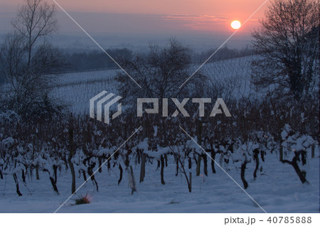 Snow covered vineyards Snow covered vineyards 40785888