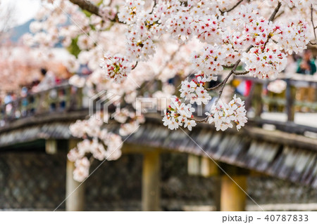 京都の春の風景　嵐山の満開の桜　京都　日本 40787833