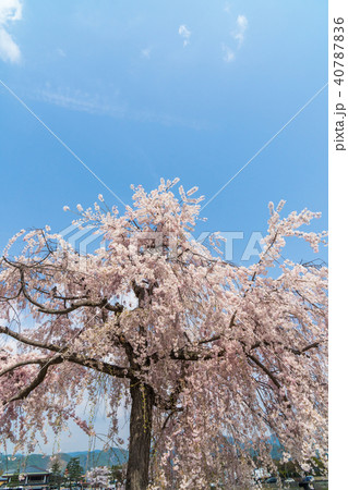 京都の春の風景 嵐山の満開の桜 京都 日本 京都の春の風景 嵐山の満開の桜 京都 日本 40787836