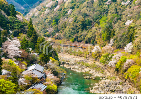 京都の春の風景 嵐山の満開の桜 京都 日本 京都の春の風景 嵐山の満開の桜 京都 日本 40787871