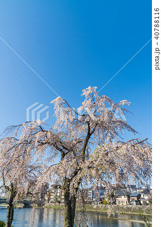 京都の春の風景 鴨川沿いの満開の桜 京都 日本 京都の春の風景 鴨川沿いの満開の桜 京都 日本 40788116
