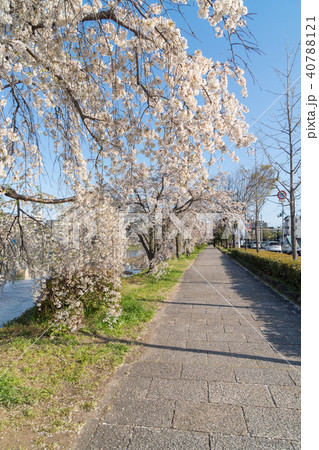 京都の春の風景 鴨川沿いの満開の桜 京都 日本 京都の春の風景 鴨川沿いの満開の桜 京都 日本 40788121