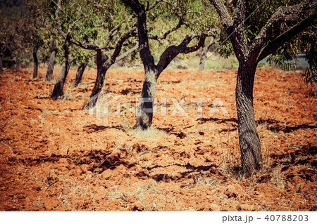 Ibiza island landscape with agriculture fields Ibiza island landscape with agriculture fields 40788203
