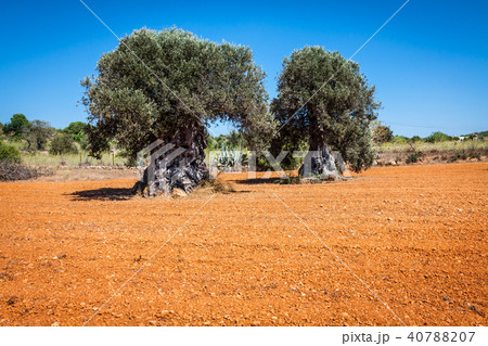 Ibiza island landscape with agriculture fields Ibiza island landscape with agriculture fields 40788207