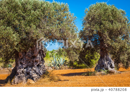 Ibiza island landscape with agriculture fields Ibiza island landscape with agriculture fields 40788208