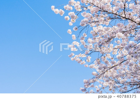 京都の春の風景 満開の桜 京都 日本 京都の春の風景 満開の桜 京都 日本 40788375