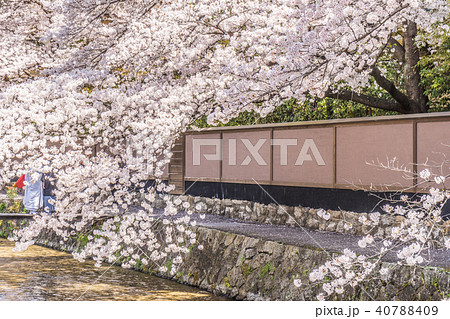 京都の春の風景　満開の桜　京都　日本 40788409