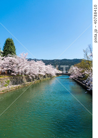 京都の春の風景 満開の桜 京都 日本 京都の春の風景 満開の桜 京都 日本 40788410