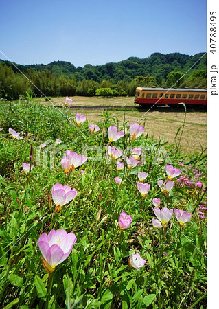 千葉県 小湊鉄道と月見草 石神の菜の花畑の写真素材