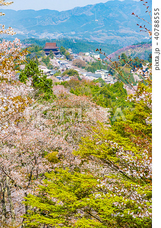 奈良の春の風景 吉野の満開の桜 奈良 日本 奈良の春の風景 吉野の満開の桜 奈良 日本 40788555