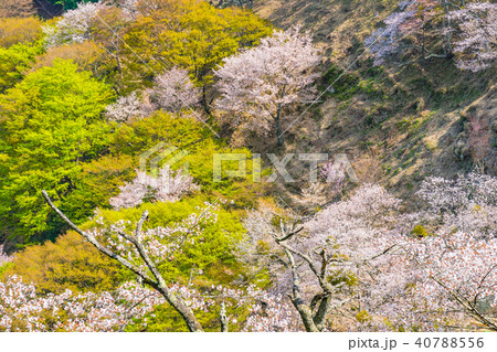 奈良の春の風景 吉野の満開の桜 奈良 日本 奈良の春の風景 吉野の満開の桜 奈良 日本 40788556