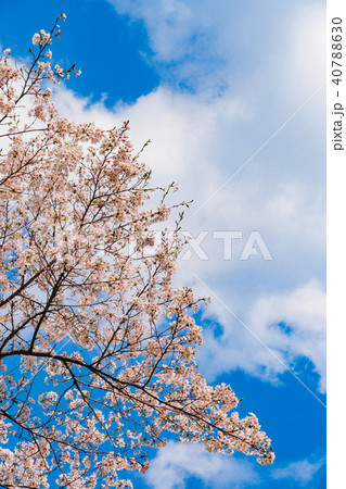 奈良の春の風景 吉野の満開の桜 奈良 日本 奈良の春の風景 吉野の満開の桜 奈良 日本 40788630