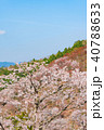 奈良の春の風景　吉野の満開の桜　奈良　日本 40788633