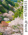 奈良の春の風景　吉野の満開の桜　奈良　日本 40788635