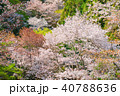 奈良の春の風景　吉野の満開の桜　奈良　日本 40788636