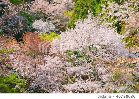 奈良の春の風景　吉野の満開の桜　奈良　日本 40788636