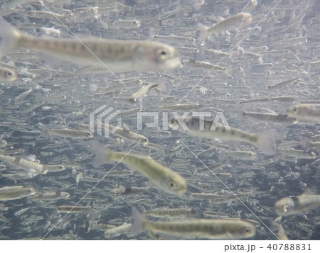 さけの稚魚（群泳） 40788831