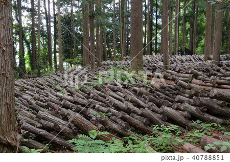 しいたけ原木栽培用、原木 40788851