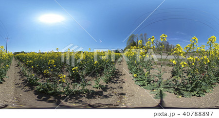 満開の菜の花 北海道 安平（360°VR素材） 40788897