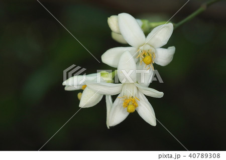 自然　植物　ハッサク、漢字では『八朔』。八月一日頃から果実が食べられるのでついた名前だとか・・・ 40789308