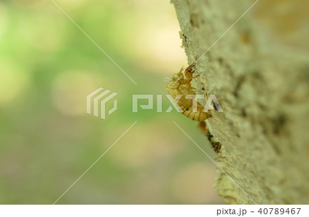 エゾハルゼミ抜け殻　札幌市 40789467