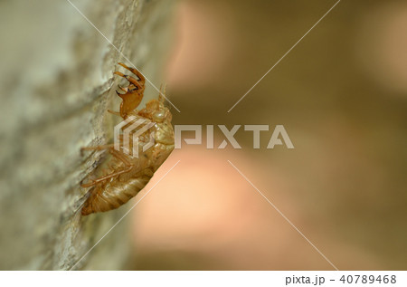 エゾハルゼミ抜け殻　札幌市 40789468