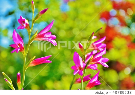 春咲きグラジオラスの花の写真素材