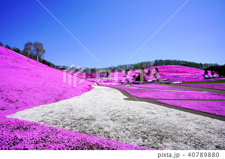 ひがしもこと芝桜公園 ひがしもこと芝桜公園 40789880