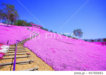ひがしもこと芝桜公園 40789881