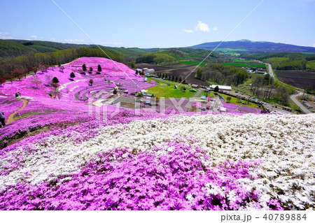 ひがしもこと芝桜公園 40789884