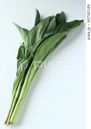 行者ニンニク 40790189