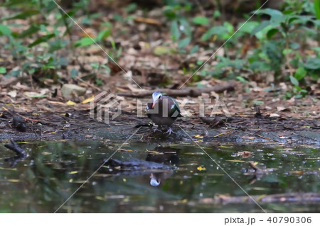 宮古島／キンバト 40790306
