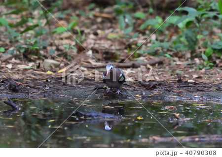 宮古島／キンバト 40790308