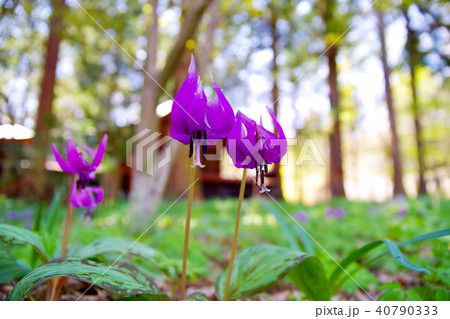 カタクリ 花 カタクリ 花 40790333